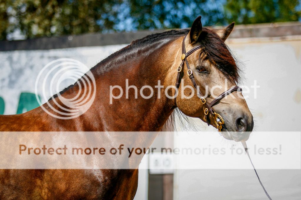 © VRL-01811 img