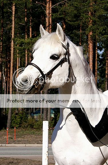 © Satu Pitkänen img