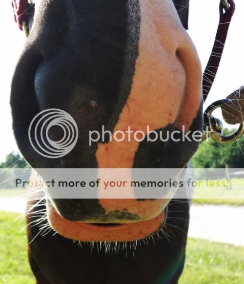 Nose Wart? The Horse Forum