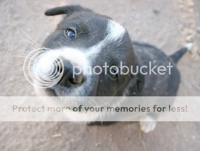 puppy-face.jpg