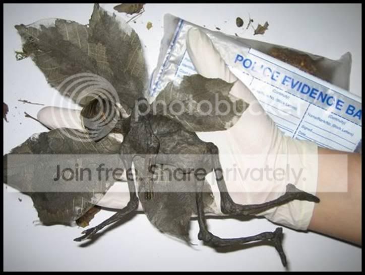 LittleButterfly3.jpg
