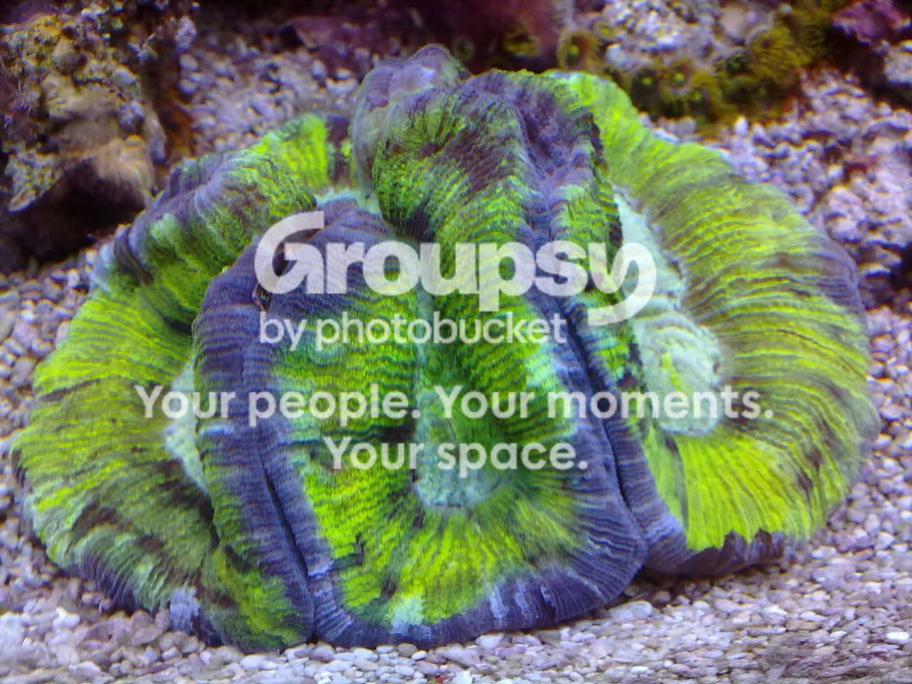 [TodoMarino.com] Acuario de Runik