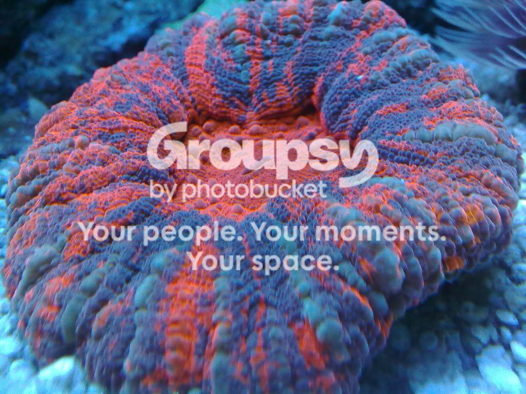[TodoMarino.com] Acuario de Runik