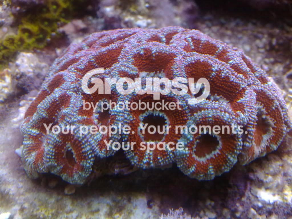 [TodoMarino.com] Acuario de Runik