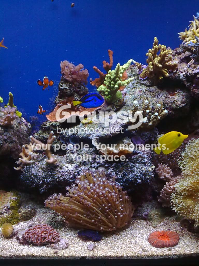 [TodoMarino.com] Acuario de Runik