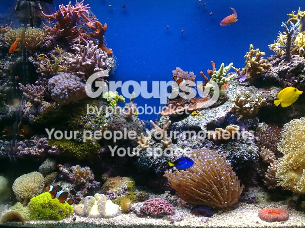[TodoMarino.com] Acuario de Runik