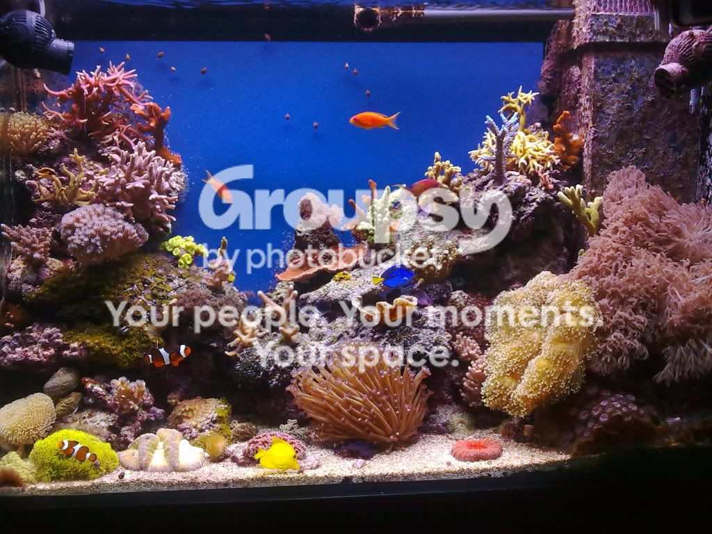 [TodoMarino.com] Acuario de Runik
